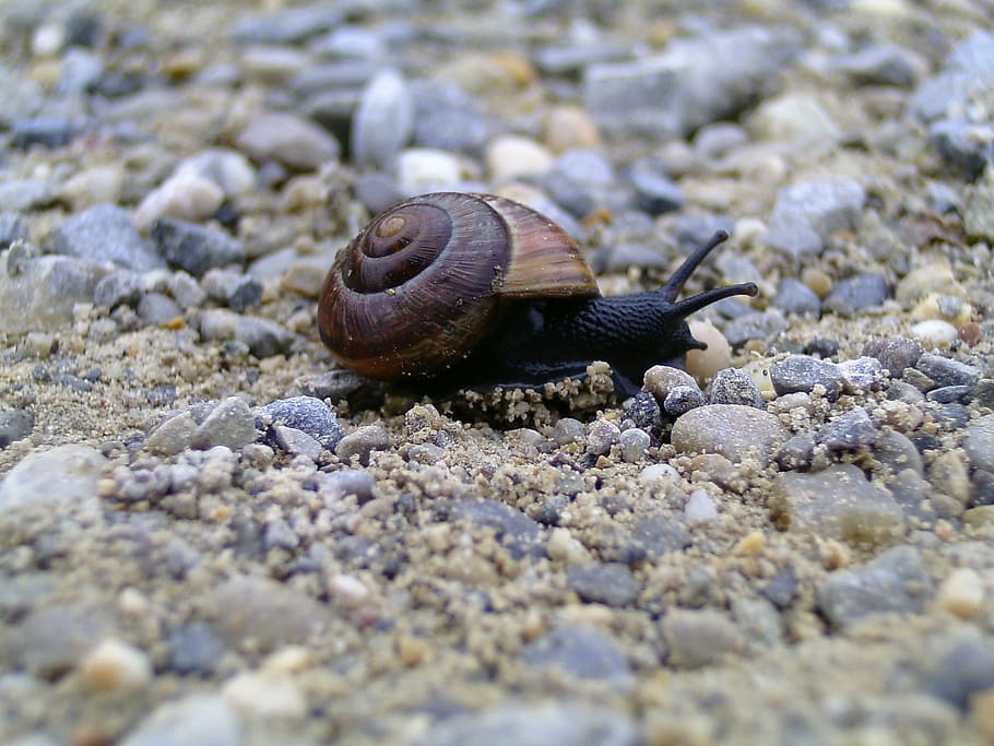 snail, nature, shell, close, slowly, animal, slimy, mollusk HD wallpaper