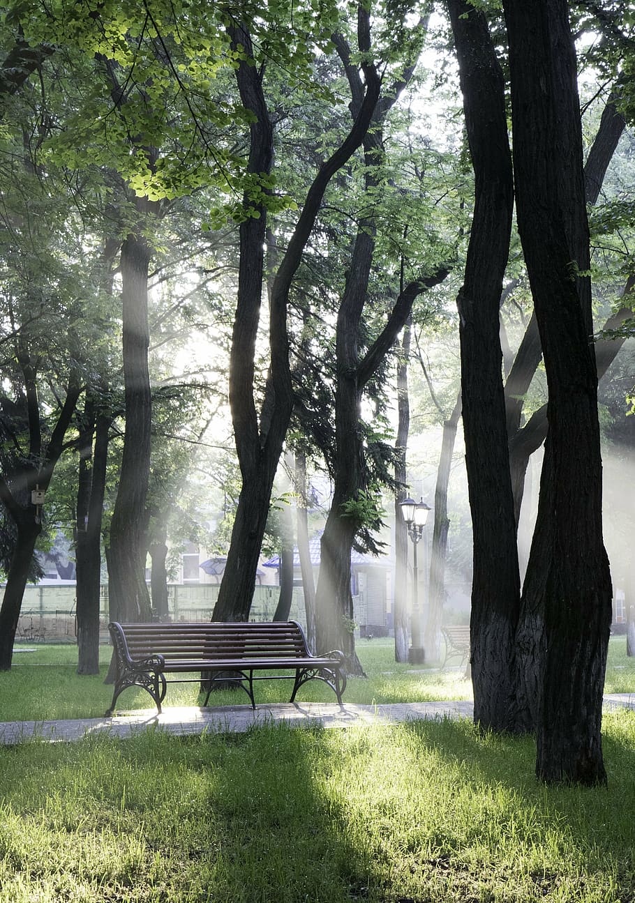 black steel bench surrounded by trees, park, sunrise, sunlight HD wallpaper