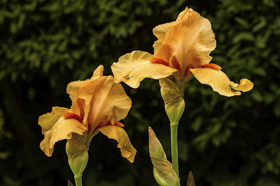 selective focus photography of yellow iris flowers, Blossom HD wallpaper