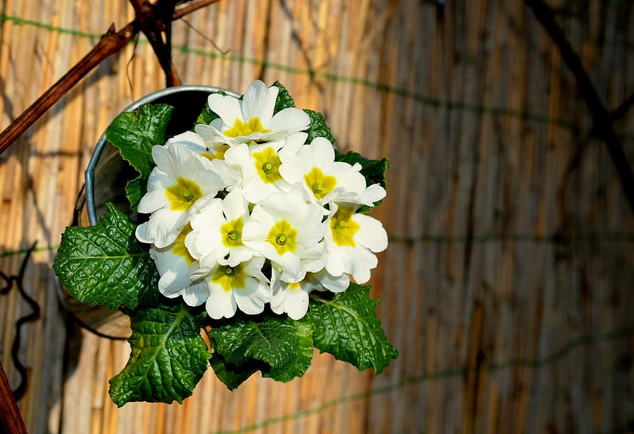 white and yellow flowers in gray pot, primroses, spring, plant HD wallpaper