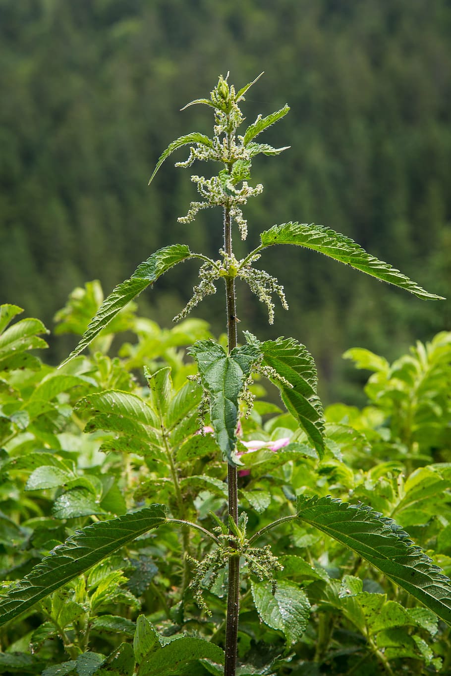 stinging nettle, wild plant, urticaceae, medicinal plant, meadow, HD wallpaper