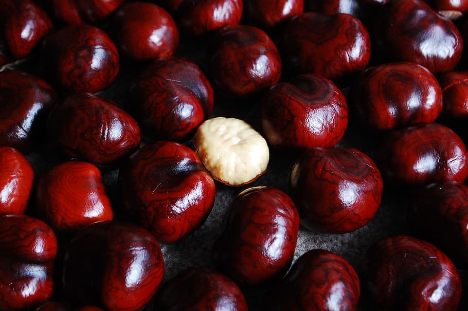 chestnut, nuts, still life, red, food and drink, healthy eating HD wallpaper