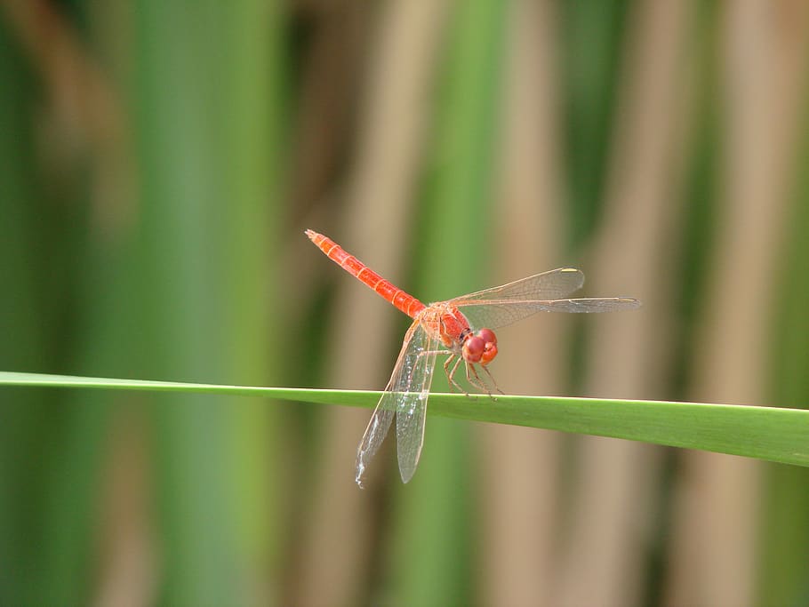 dragonfly, leaf, green, nature, animal wildlife, animal themes HD wallpaper