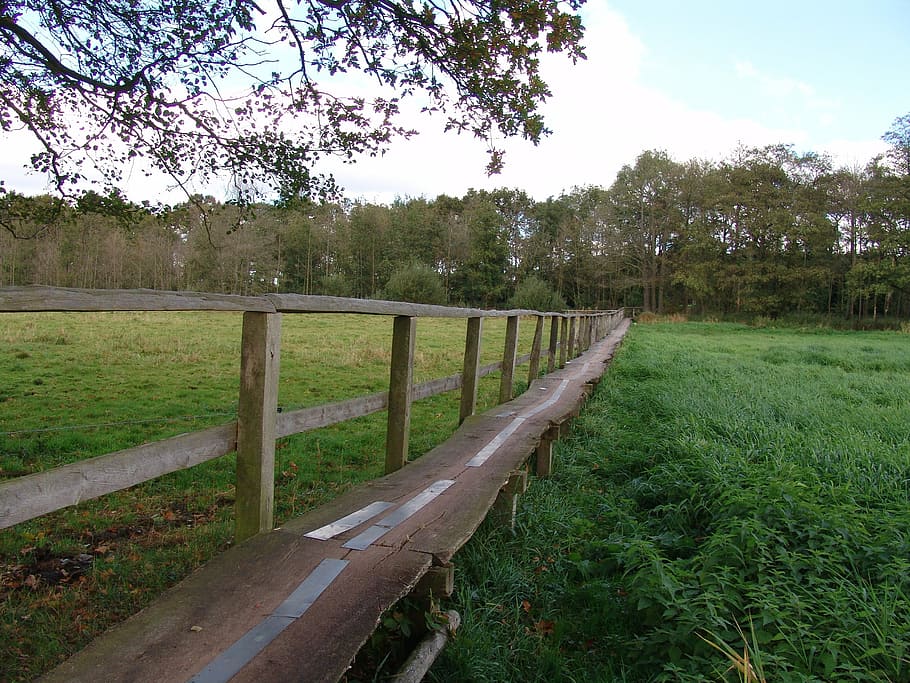 bridge, web, hiking, nature, tree, plant, sky, land, grass HD wallpaper