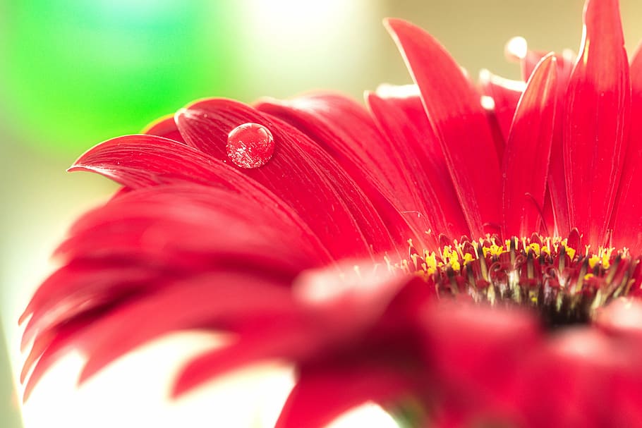 macro photography of red flower, drip, flourished, bokeh, gerbera HD wallpaper