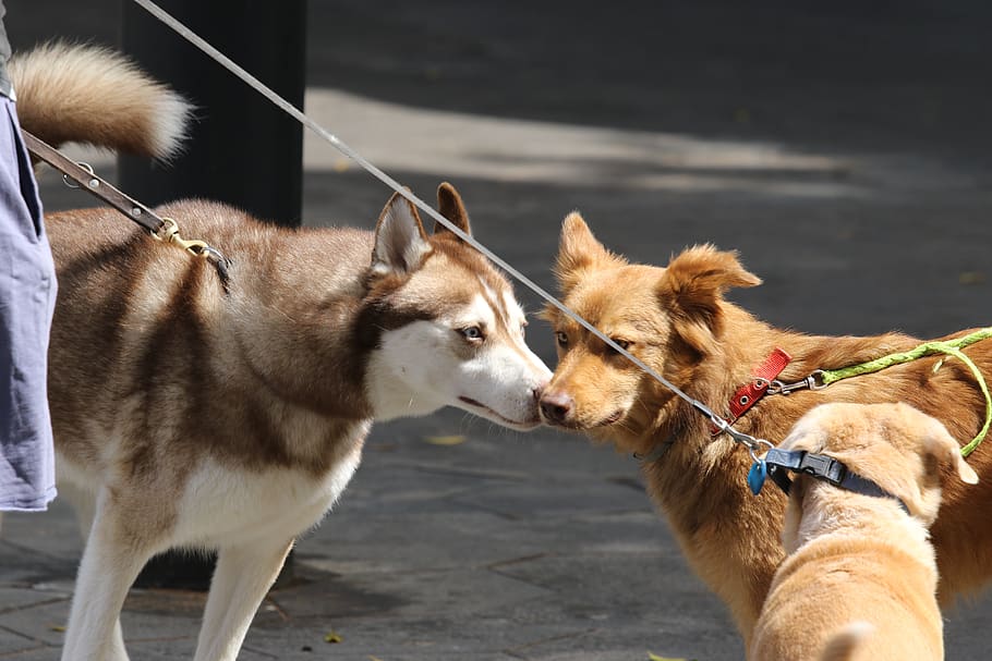 HD wallpaper: dogs, meeting, friendship, sniff, respect, mammal, domestic  animals | Wallpaper Flare