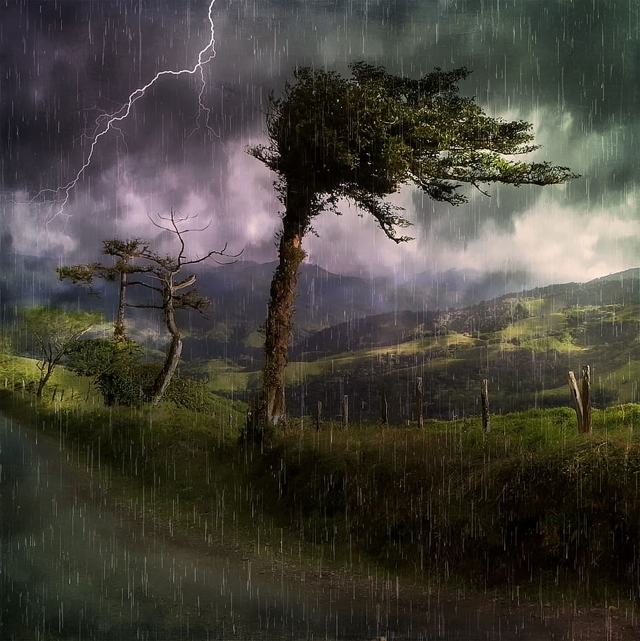 green leaved tree under gray clouds during stormy weather, landscape HD wallpaper