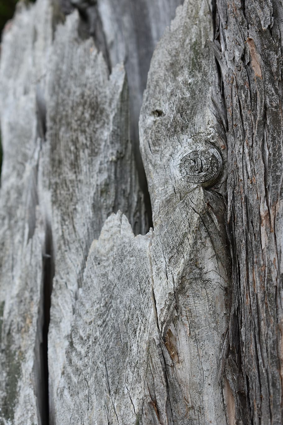 wood, bark, texture, gray, tree, trunk, pattern, close-up, textured HD wallpaper