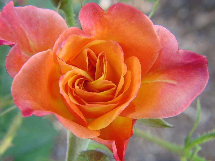 rose, peach, bloom, flower, flowering plant, beauty in nature HD wallpaper