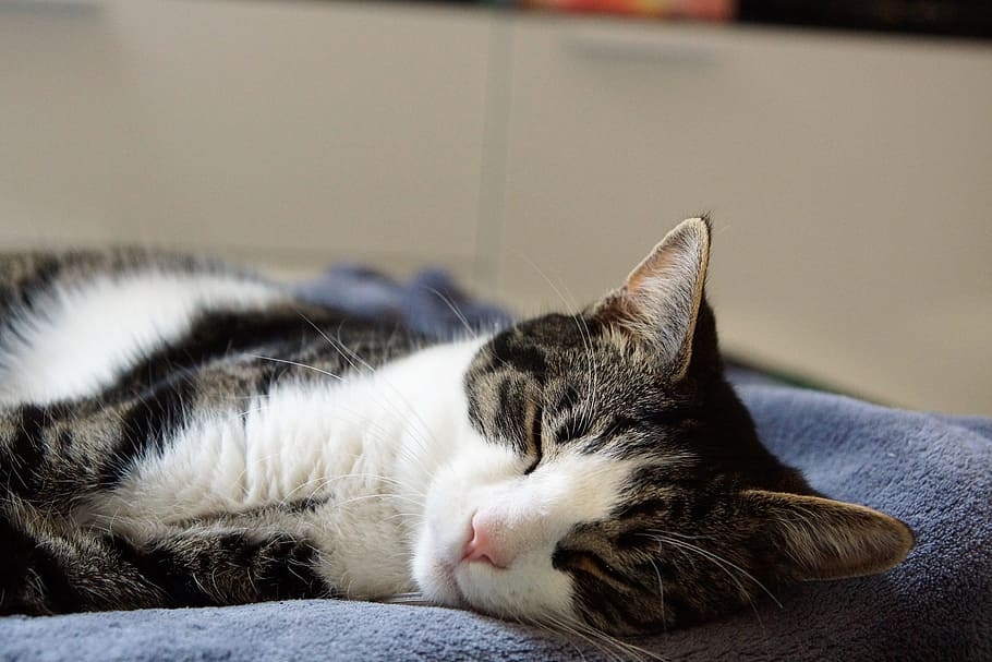 Animal, Cat, Sleep, domestic Cat, pets, cute, feline, sleeping HD wallpaper