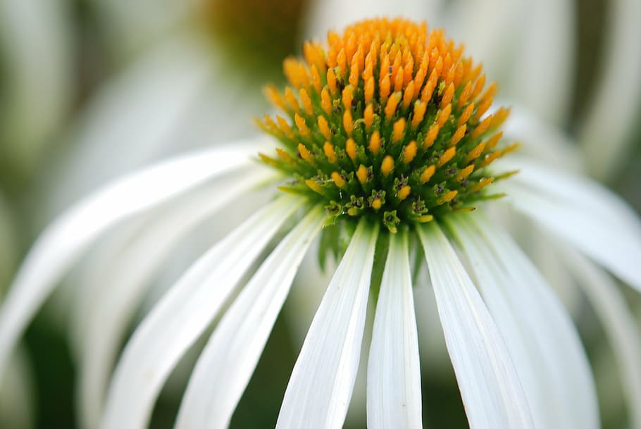 flower, white, nature, macro, floral, spring, blossom, petal HD wallpaper