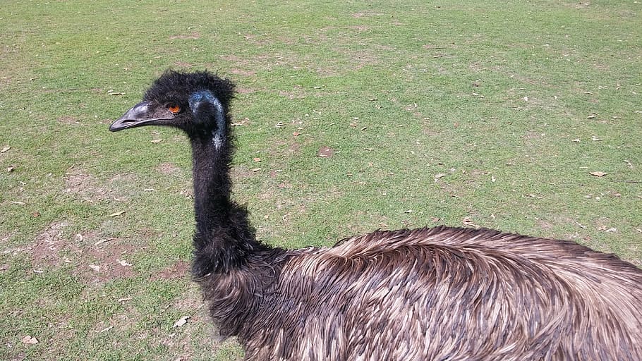emu, zoo, pm, outdoor, animal, the city's new, birds, australia, HD wallpaper