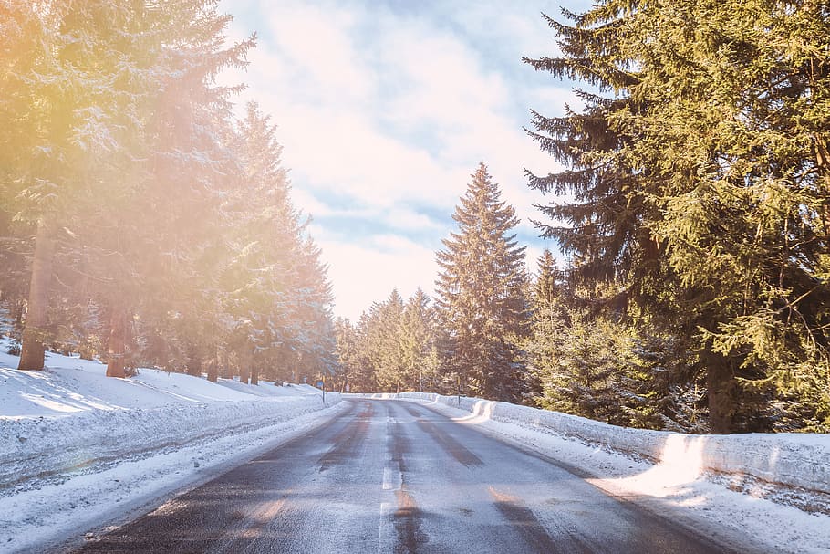 asphalt road in between of tall trees at daytime, road surrounded by trees under cloudy sky during daytime HD wallpaper