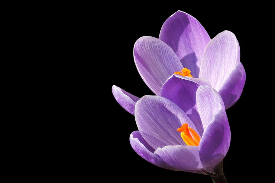 crocus, violet, blossom, bloom, purple, flowering plant, petal HD wallpaper