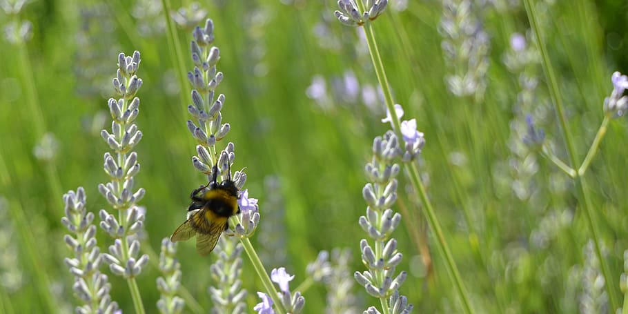 bombo, insect, lavender, flower, summer, nature, violet, green HD wallpaper