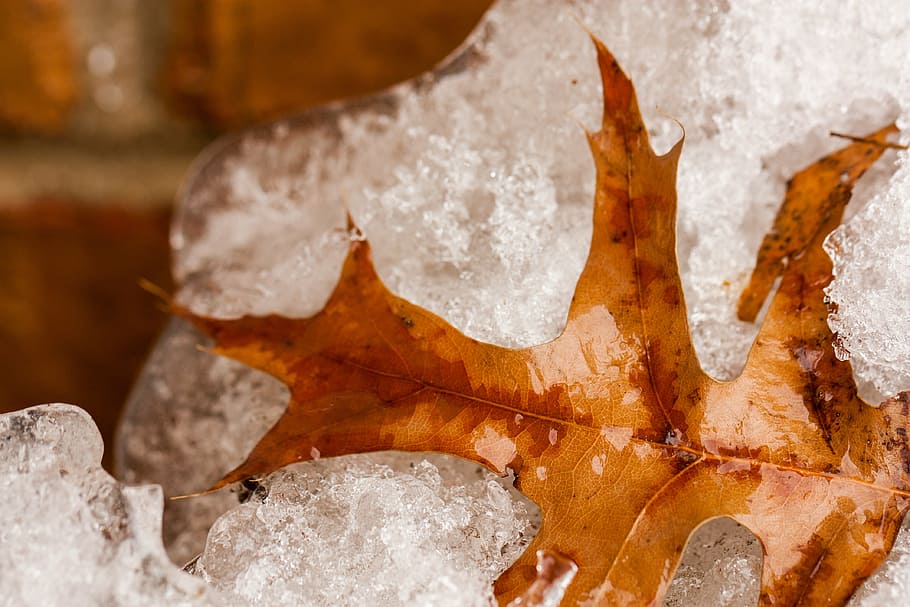frozen, leaf, snow, brown, winter, nature, oak, food and drink HD wallpaper