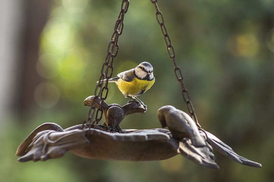 selective focus photo of Eurasian blue tit bird perching on bird feeder HD wallpaper