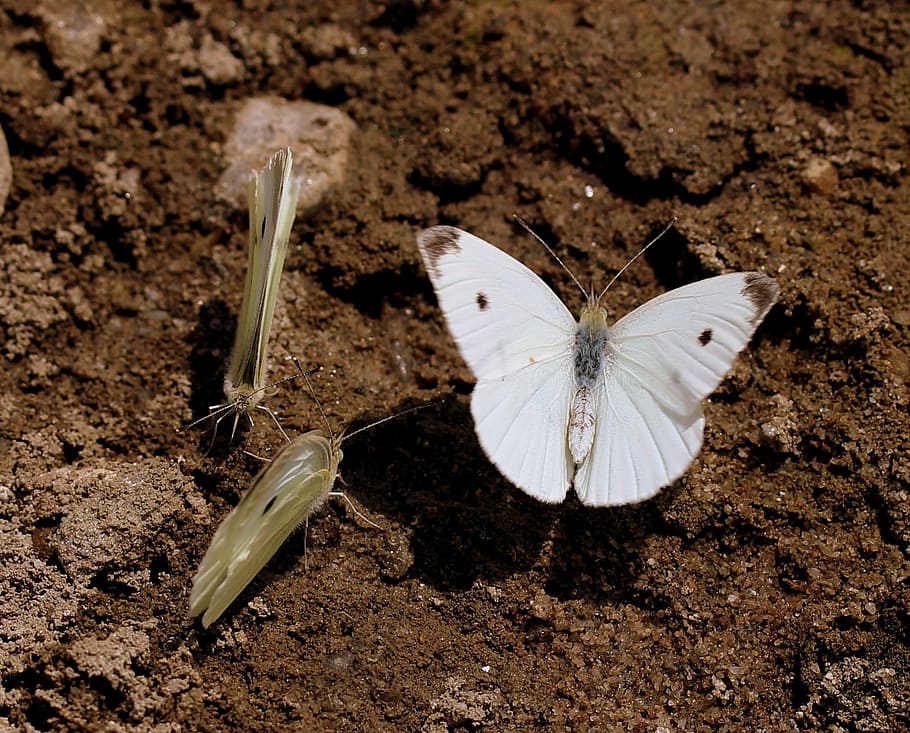 butterfly, white, roi, insecta, sand, wings, flight, animal wing HD wallpaper
