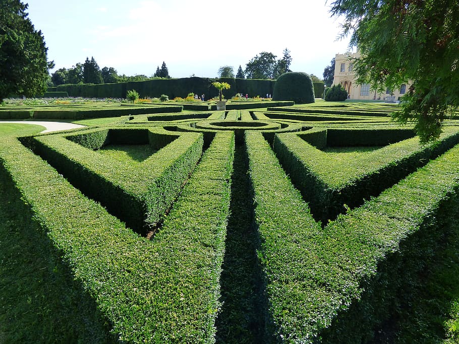 pathway surrounded by green leaf plants at daytime, Maze, Hedge HD wallpaper