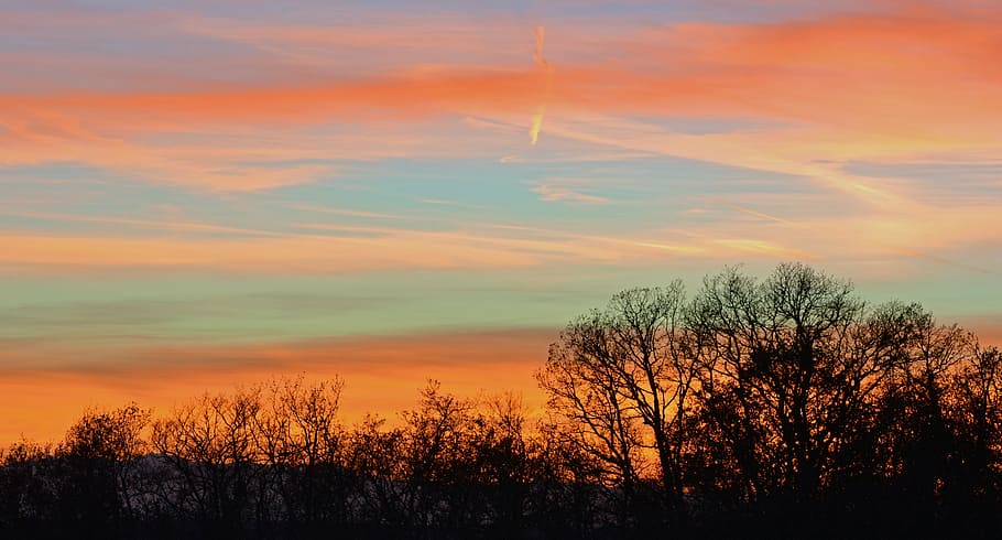 sunset, twilight, sky, evening, trees, beauty in nature, plant HD wallpaper