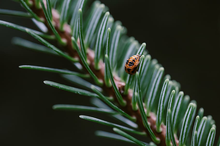 ladybug pupa, pine tree, green, orange, insect, zoology, macro HD wallpaper