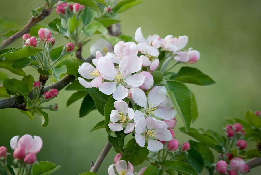 manzano, flowering, spring, tree, antioxidants, fruits, healthy HD wallpaper