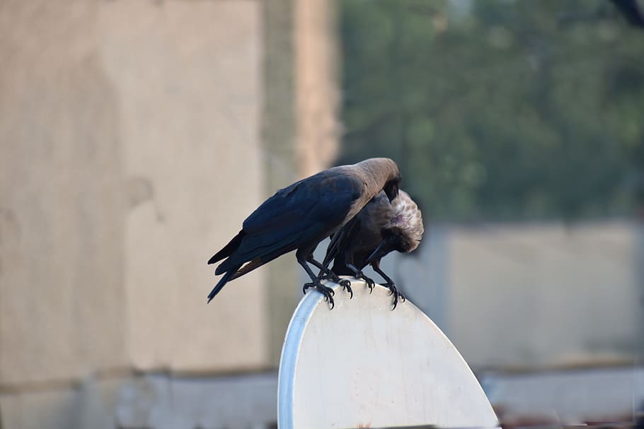 house crows, preening, head scratching, pair, birds, animal HD wallpaper