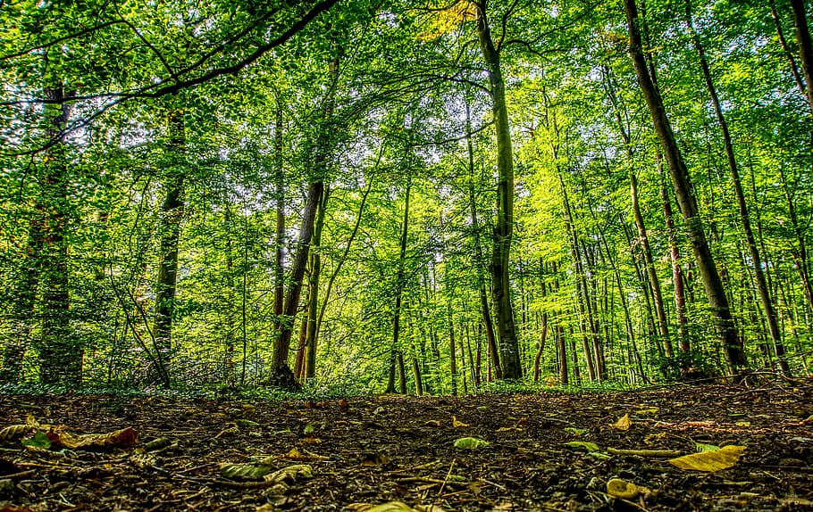 forest, forest path, trees, green, light, sun, sunbeam, leaves HD wallpaper
