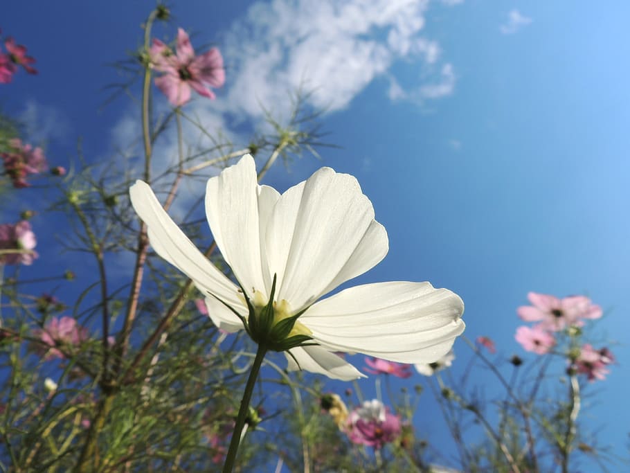 white petaled flower blooming at daytime, blossom, plant, flowering plant HD wallpaper