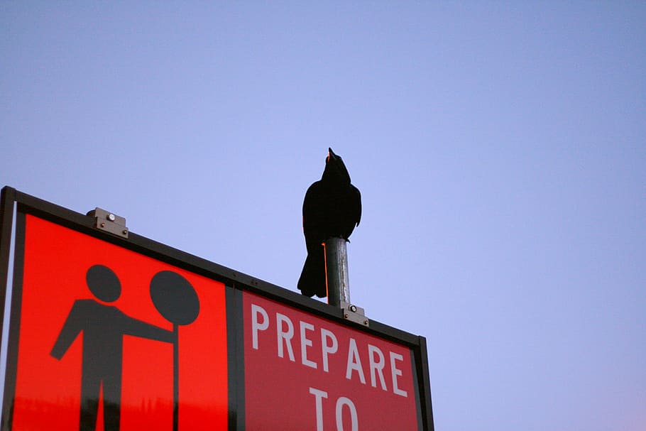 black bird under blue sky, bird on steel signage, stop, prepare HD wallpaper