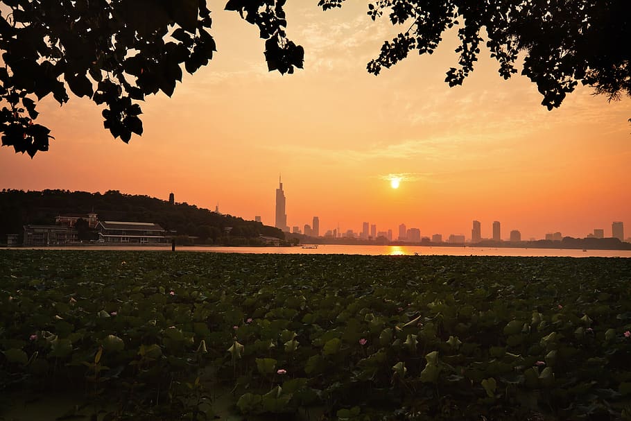 sunset, tree, dawn, twilight, sky, plant, built structure, building exterior HD wallpaper
