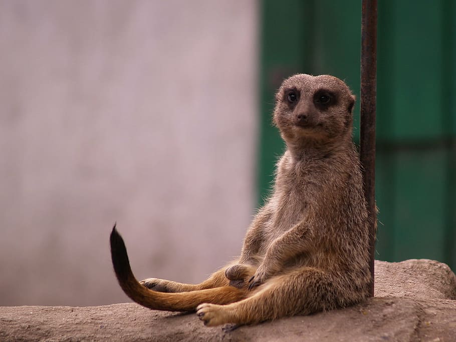shallow focus photography of brown animal, meerkats, animals HD wallpaper