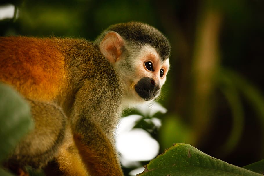 mono, monkeys, animals, nature, fauna, mammals, one animal HD wallpaper