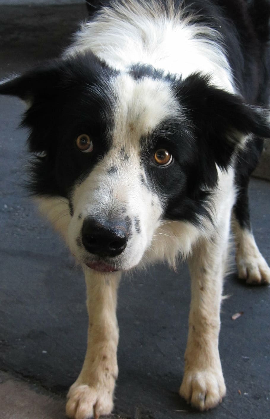 dog, australian shepherd, canine, pet, animal, looking, eyes, HD wallpaper
