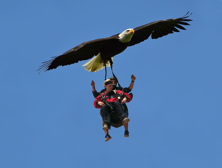 dom, eagle, sky, skatebirding, high, fly, flying, blue sky HD wallpaper