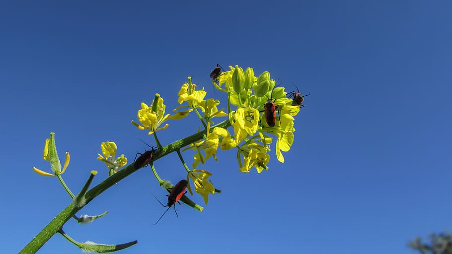 beetles, working, insect, fauna, nature, flower, yellow, tree HD wallpaper