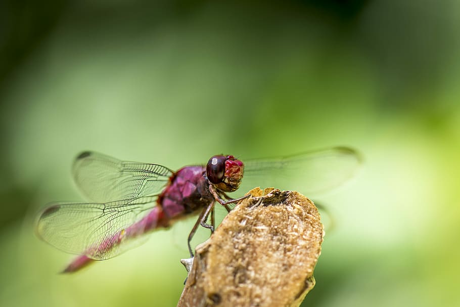 red dragonfly on brown tree branch, closeup photo of roseate dragonfly perched on stick HD wallpaper