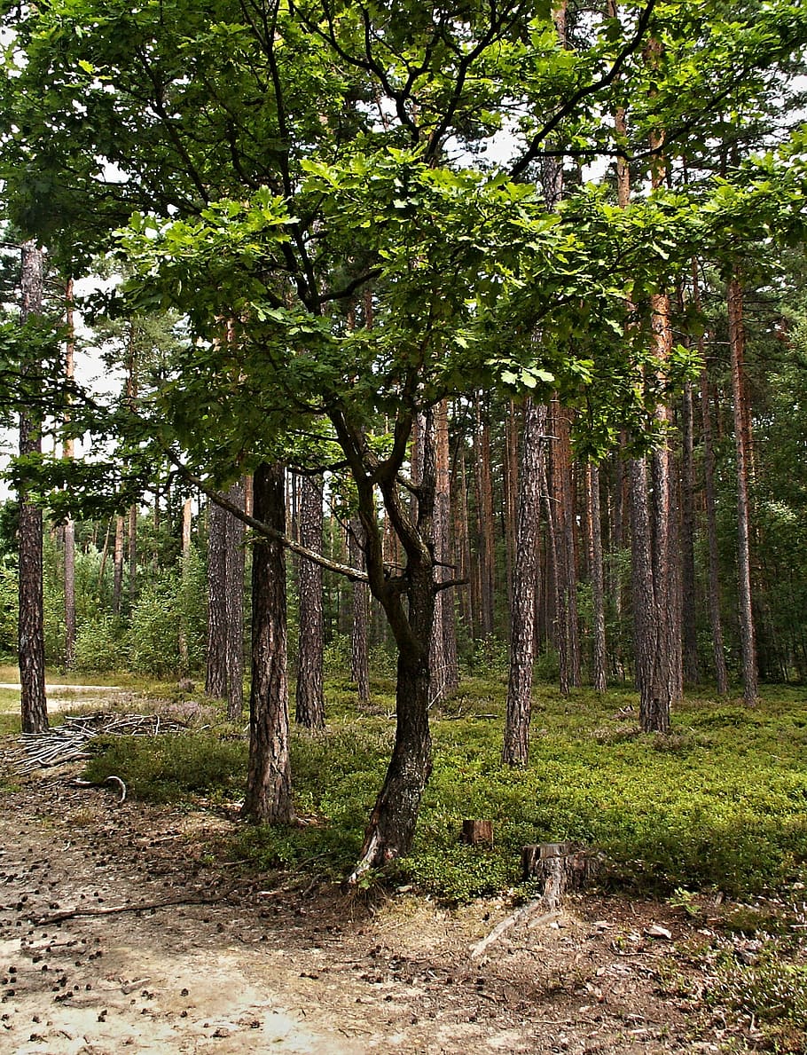 oak, forest, trees, forest road, cones, bilberry, plant, land HD wallpaper