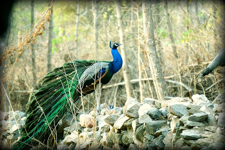 peacock, indian, wildlife, bharat, banswara, nature, blue, color
