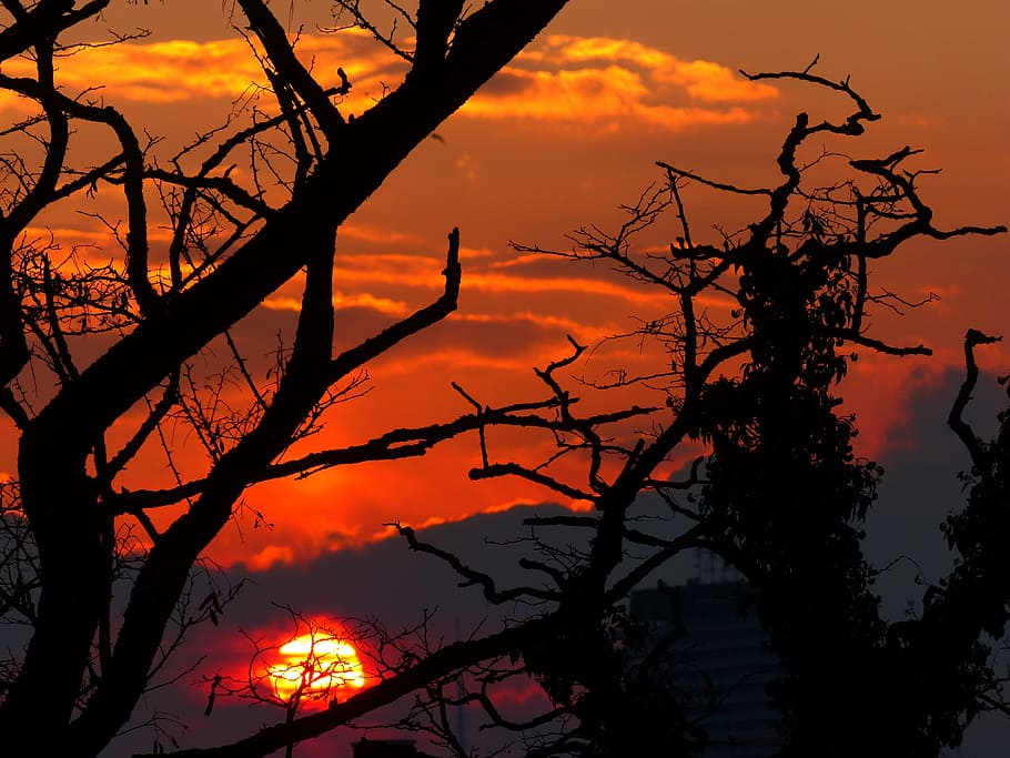 Sunset, Light, Burn, Glow, sky, silhouette, back light, tree HD wallpaper