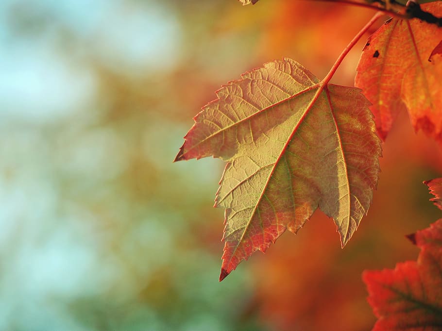 selective focus photography of brown maple leaf, orange, nature HD wallpaper