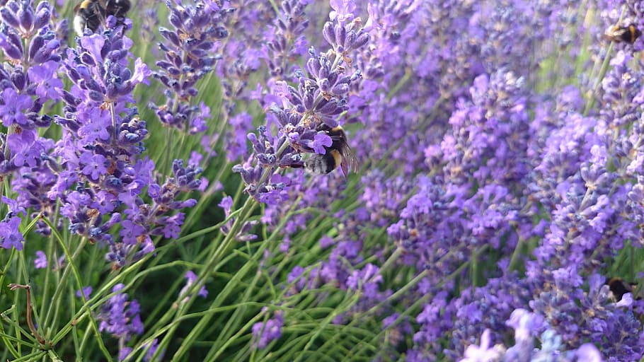 lavender, hummel, insect, violet, nature, purple, garden, summer HD wallpaper