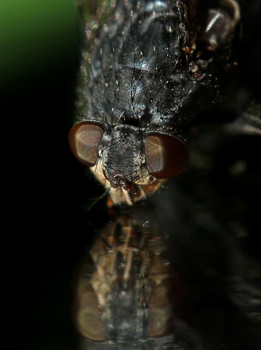 fly, insecta, wet, macro, reflection, animal, one animal, animal themes HD wallpaper