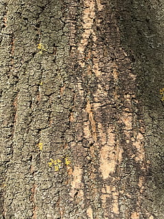 bark, tree bark, wood, nature, plant, log, structure, wood picture HD wallpaper