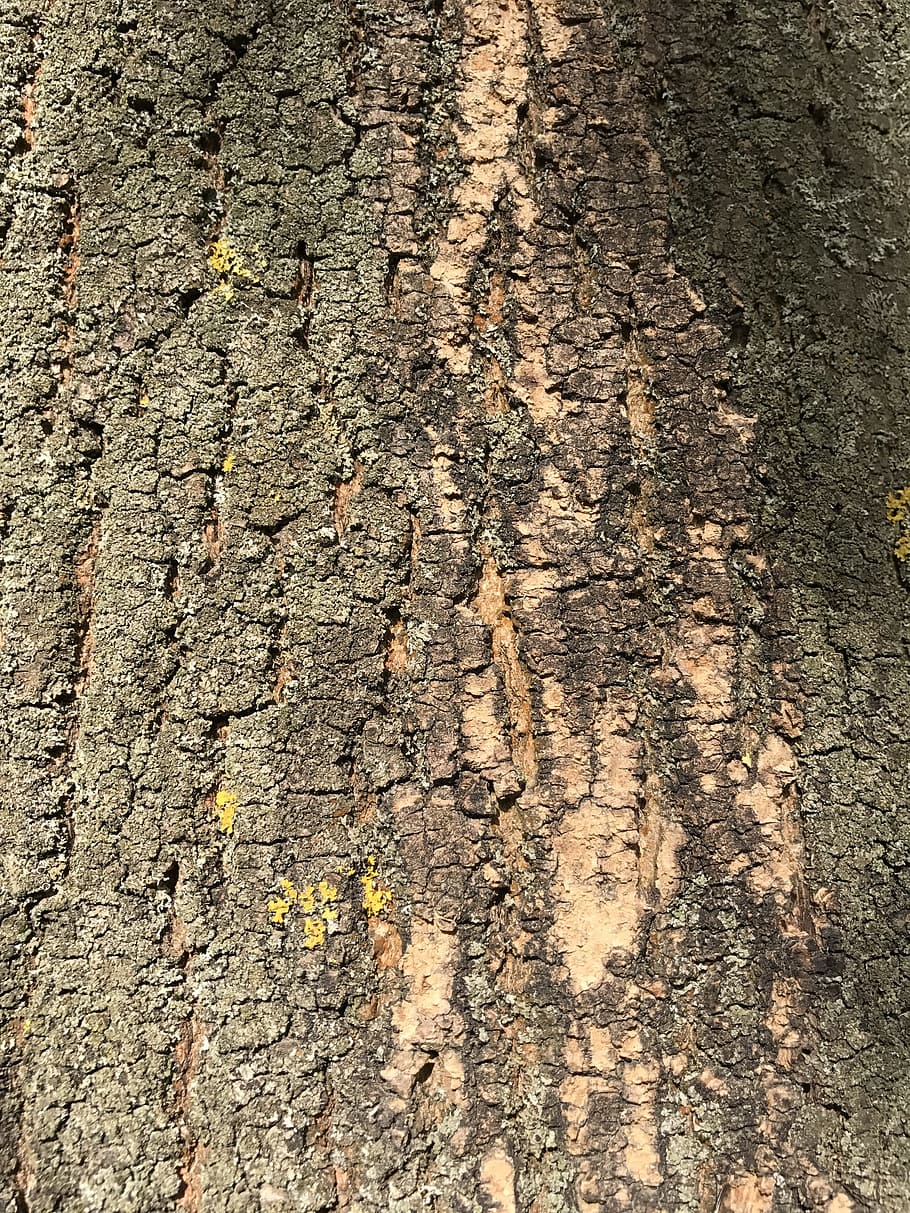 bark, tree bark, wood, nature, plant, log, structure, wood picture HD wallpaper
