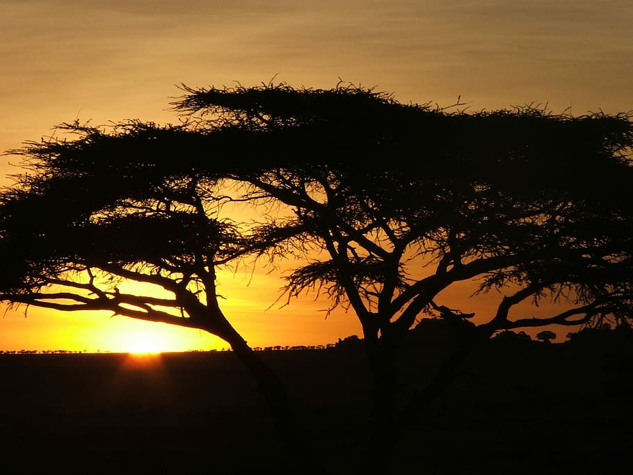 spring, africa, dawn, sunset, nature, silhouette, dusk, tree HD wallpaper