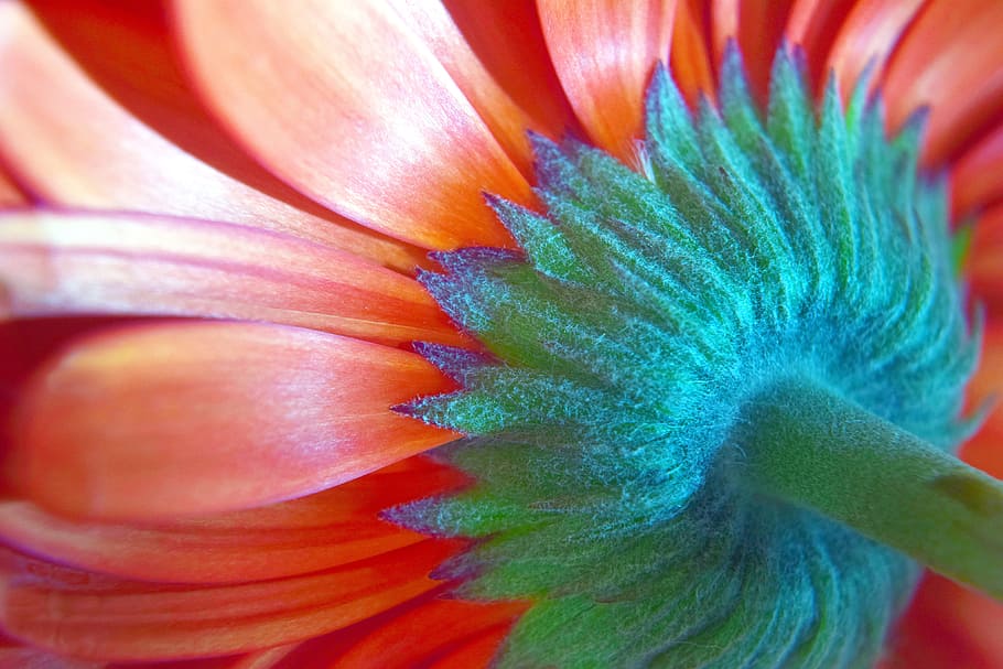 gerbera, flower, petals, macro, nature, red, orange, flowering plant HD wallpaper