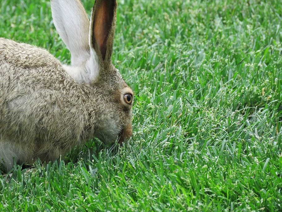Bunny, Rabbit, Hare, Animal, Spring, furry, grass, one animal HD wallpaper
