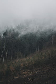pine trees covered with fog, green leaf forest covered in fog HD wallpaper