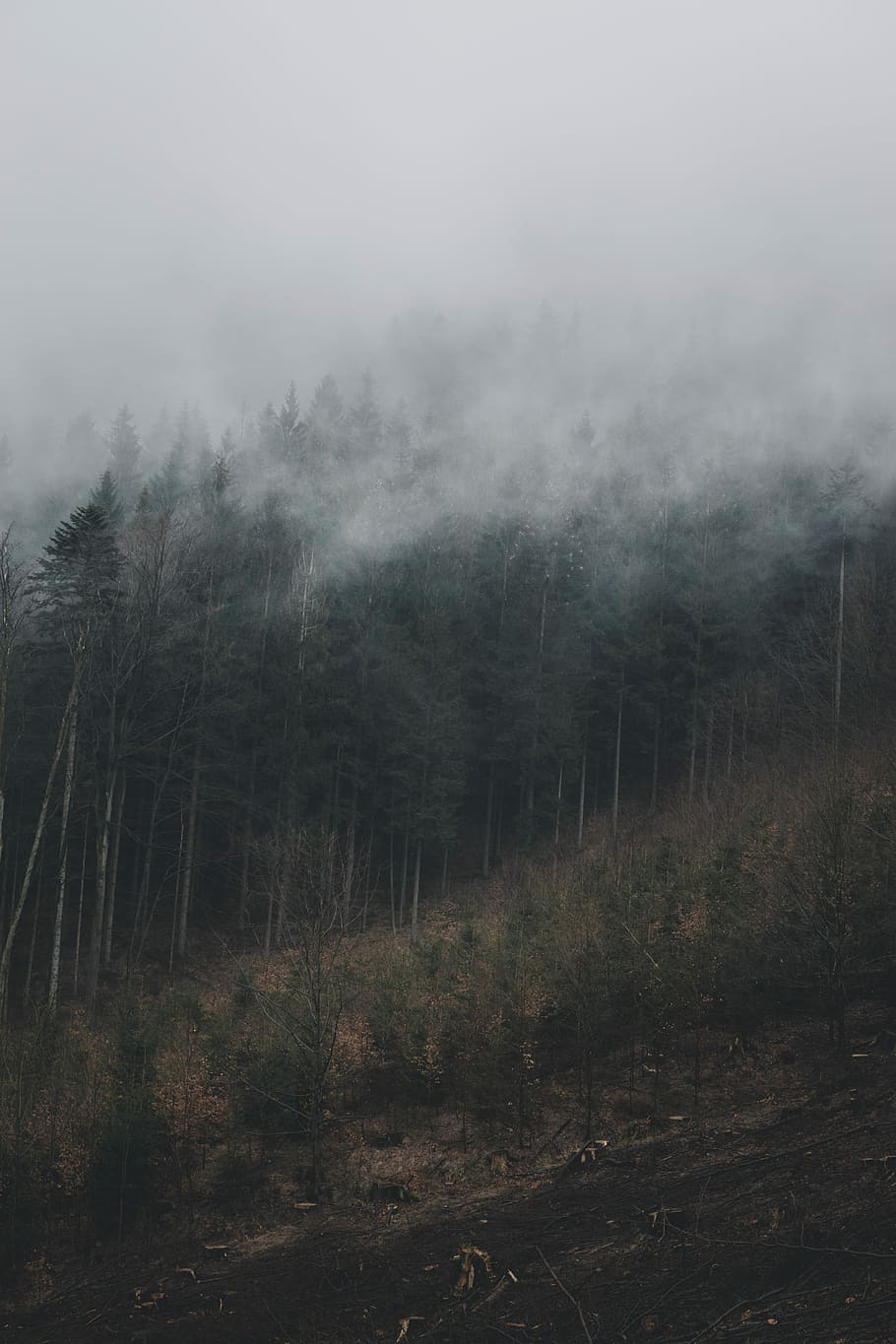 HD Wallpaper: Photography Of Green Pine Trees Covered By Fogs, Aerial ...